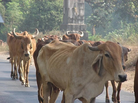 फोटो- रवलीन कौर /सीएसई