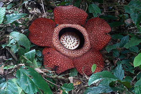 'मुर्दा फूल' के नाम से जाने जाना वाला दुनिया का सबसे परजीवी फूल "रैफलेसिया"; फोटो: आईस्टॉक
