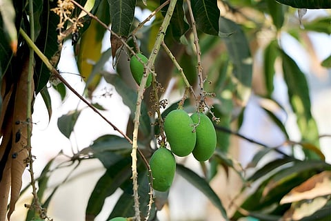 परागण करने वाले कीटों के घटने से भारत में खतरे में पड़ सकता है आम उत्पादन; फोटो: आईस्टॉक