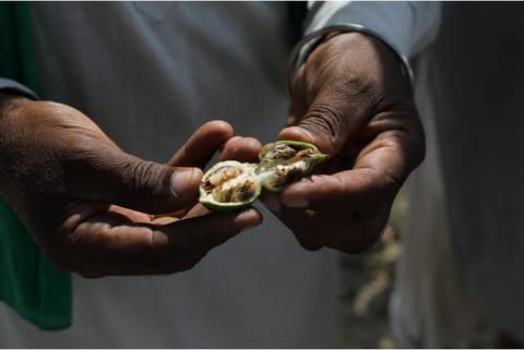 इन कीटों का सामना करने के विकसित की गई बीटी कॉटन नामक आनुवंशिक रूप से संशोधित किस्म भी गुलाबी सुंडी का शिकार बन गई है। कुछ क्षेत्रों में तो इसकी उपज को 90 फीसदी से अधिक नुकसान हुआ है। फोटो: विकास चौधरी/सीएसई