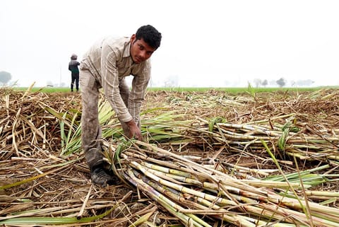 खेत में गन्ने के बोझ बांधता भारतीय किसान; फोटो: आईस्टॉक 