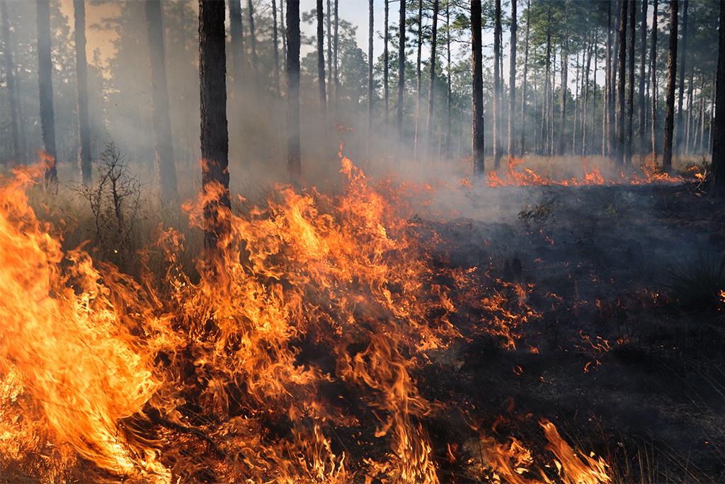 धधकती आग की भेंट चढ़ते जंगल; फोटो: आईस्टॉक