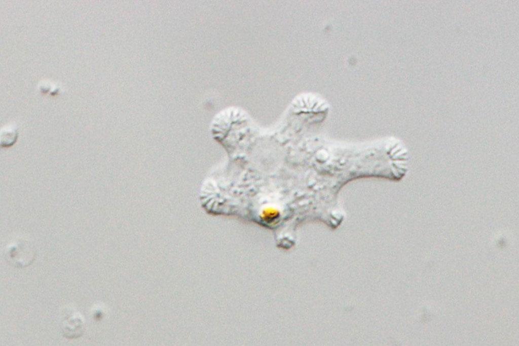 फोटो साभार: त्सुकुबा विश्वविद्यालय