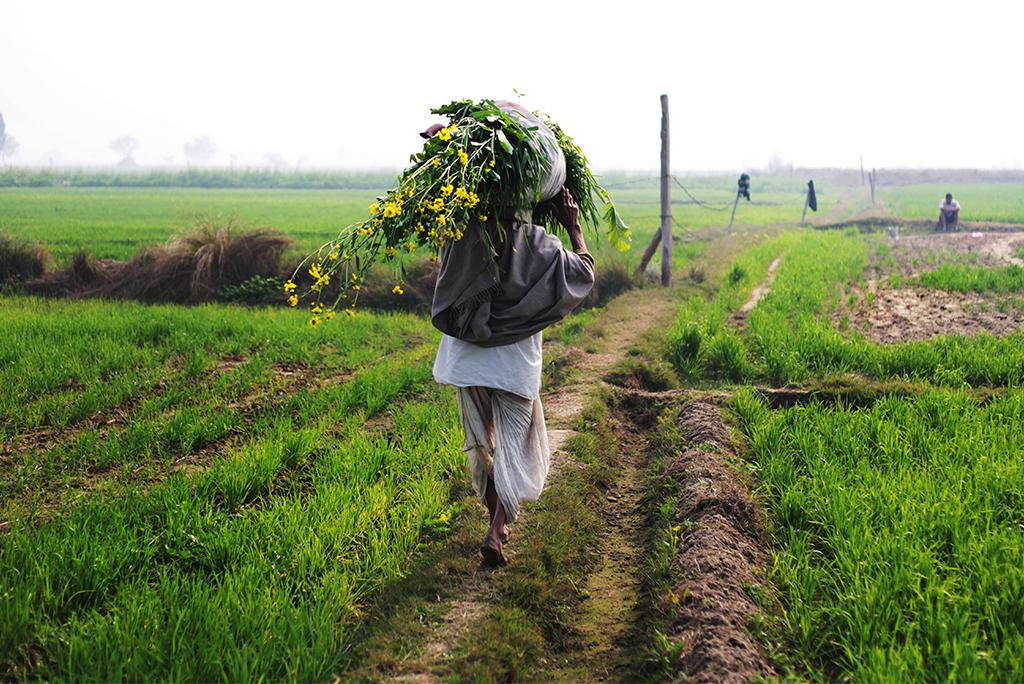 अपने खेतों से गुजरता किसान; फोटो: आईस्टॉक