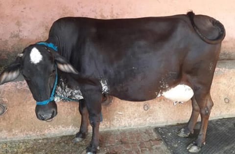 जम्मू के डोडा इलाके में मवेशी अज्ञात बीमारी की चपेट में आ रहे हैं। फोटो: बाबर नफीस   