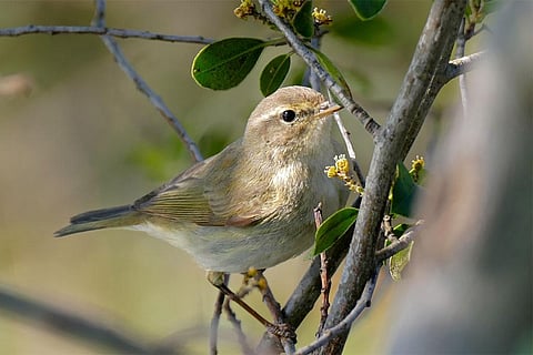 शिफचैफ पक्षी, फोटो साभार: विकिमीडिया कॉमन्स, बर्नार्ड ड्यूपॉन्ट