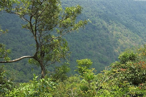 फोटो साभार: विकिमीडिया कॉमन्स, व्याचेस्लाव आर्गेनबर्ग