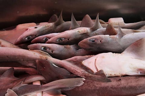 फोटो साभार:आईस्टॉक