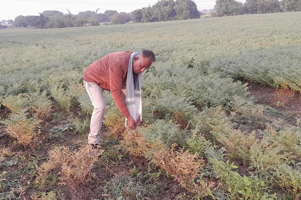 नर्मदापुरम के सिवनीमालव तहसील में बर्बाद चने की फसल। फोटो: पूजा यादव