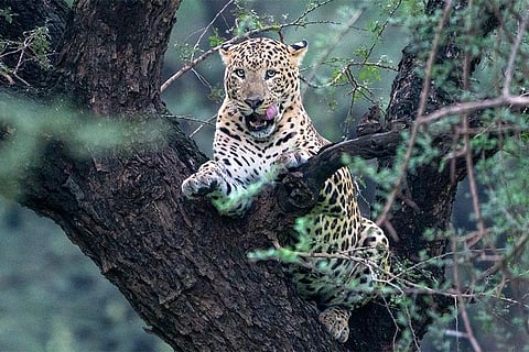 देश में तेंदुओं की सबसे ज्यादा आबादी मध्यप्रदेश में है जहां इनकी कुल संख्या 3,907 दर्ज की गई है। इसके बाद महाराष्ट्र में 1985, कर्नाटक में 1,879, और तमिलनाडु में 1,070 तेंदुएं हैं; फोटो: आईस्टॉक