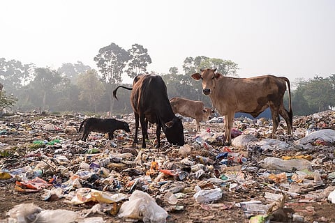 भारत में बढ़ता प्लास्टिक कचरा एक बड़ी समस्या बन चुका हो जो पर्यावरण के साथ-साथ, स्वास्थ्य को भी बुरी तरह प्रभावित कर रहा है; फोटो: आईस्टॉक