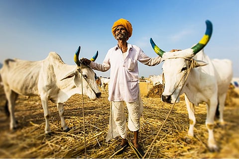 वैश्विक स्तर पर बढ़ता तापमान न केवल हम इंसानों के लिए बल्कि मवेशियों के लिए भी संकट पैदा कर रहा है; फोटो: आईस्टॉक