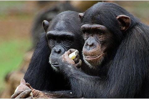 खनिजों की बढ़ती मांग से अफ्रीका की खनन गतिविधियों में बेतहाशा वृद्धि हुई है। इसकी वजह से जंगलों को अंधाधुन्द विनाश हो रहा है। नतीजन इन ग्रेट एप्स की आबादी पर खतरा बढ़ गया है। प्रतीकात्मक तस्वीर: आईस्टॉक