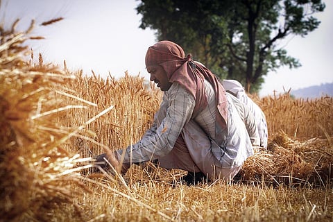 भीषण गर्मी में अपनी तैयार पैदावार को संजोते किसान; फोटो: आईस्टॉक