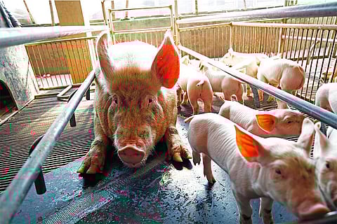 साल्मोनेला आमतौर पर खाद्य श्रृंखला के माध्यम से फैलता है। सूअर का मांस (पोर्क) इसके संक्रमण का एक प्रमुख स्रोत है; फोटो: आईस्टॉक