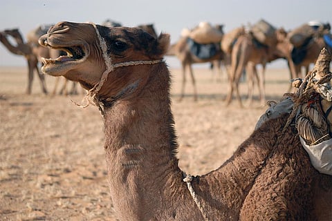 बढ़ती गर्मी से इंसानों का ही नहीं जानवरों का भी जीवन मुहाल हो गया है। फोटो: आईस्टॉक