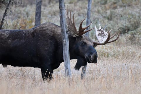 मूस हथेली की तरह दिखने वाले सींगों वाला एक बड़ा हिरण है, इसकी पीठ झुकी हुई और त्वचा गर्दन से लटकती हुई होती है। फोटो साभार: विकिमीडिया कॉमन्स, लैरी लाम्सा