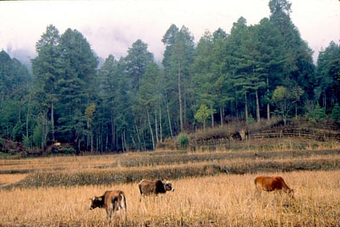 चरागाहों से बढ़ रहा है कार्बन उत्सर्जन, वैज्ञानिकों ने दी चेतावनी