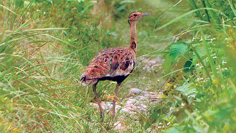 അന്ത്യനൃത്തം
