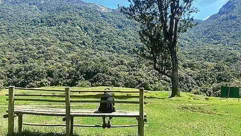 കേരളത്തിലെ ഇടുക്കി ജില്ലയിൽ പാമ്പാടുംചോല ദേശീയോദ്യാനത്തിൽ ഓസ്ട്രേലിയൻ വാറ്റിൽ വെട്ടിത്തെളിച്ച ഒരു ഭാഗം