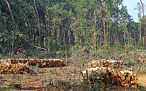 SOE 2026: ഫോറസ്റ്റ് ലാൻഡ് ഡൈവേർഷൻ