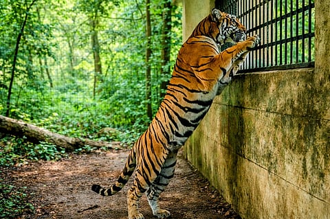 മംഗള: കാട്ടിലേക്ക് മടങ്ങാൻ കഴിയാത്ത പെൺകടുവ