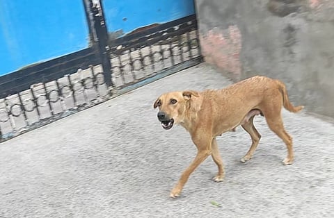 നിങ്ങളെ പിന്തുടരുന്ന തെരുവുനായ എല്ലായ്പ്പോഴും  ‘അക്രമാസക്തൻ’ ആകണമെന്നില്ല