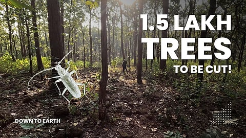 എന്തുകൊണ്ടാണ് മധ്യപ്രദേശ് 1,50,000-ലധികം മരങ്ങൾ വെട്ടിമാറ്റുന്നത്?