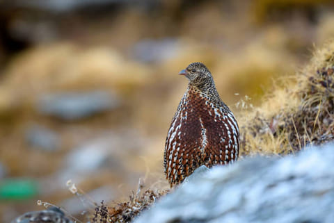 हिमालयन क्वेल 