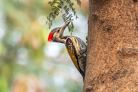 संकटग्रस्त चित्तीदार उल्लू और लुप्तप्राय लाल-मुर्गा नुमा कठफोड़वा जैसी विशेष प्रजातियों के लिए अधिक विशिष्ट आवास और आहार की आवश्यकता होती है, जिससे उन्हें बदलते पर्यावरण से अधिक खतरा होता है। 