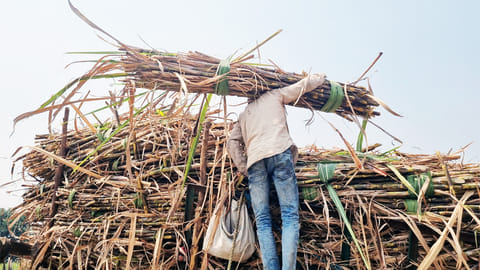 अपनी गन्ने की फसल को बैलगाड़ी पर लादता किसान, फोटो: आईस्टॉक