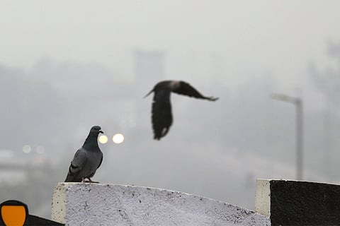 देश के कई शहरों  में वायु गुणवत्ता न केवल इंसानों बल्कि दूसरे जीवों के लिए भी सुरक्षित नहीं है; फोटो: सेंटर फॉर साइंस एंड एनवायरनमेंट (सीएसई) 