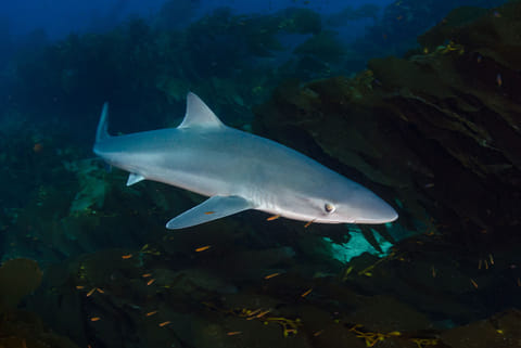 फोटो साभार: आईस्टॉक