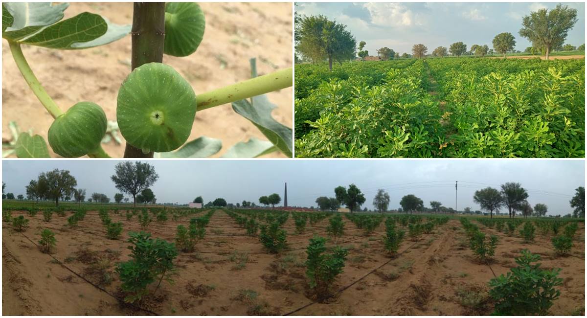 फोटो: अमरपाल सिंह वर्मा