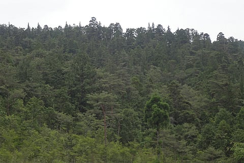 शोधकर्ताओं ने पेड़ों की 1,127 प्रजातियों से 32 लाख मापों का विश्लेषण किया। साथ ही उन्होंने 1.3 से 3,195 साल पुराने पेड़ों की जीवन प्रत्याशा का मानचित्रण भी किया।