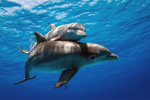 अपने बच्चे के साथ समुद्र में विचरती एक मां बॉटलनोज डॉल्फिन; फोटो: आईस्टॉक