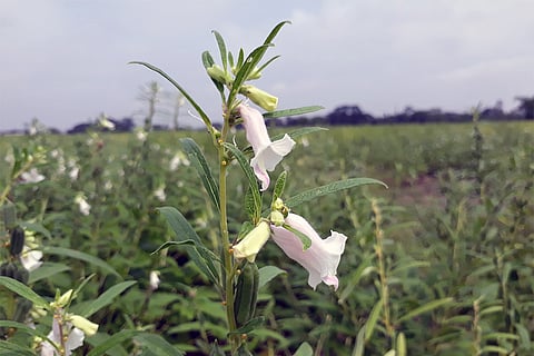 प्रतीकात्मक तस्वीर: आईस्टॉक