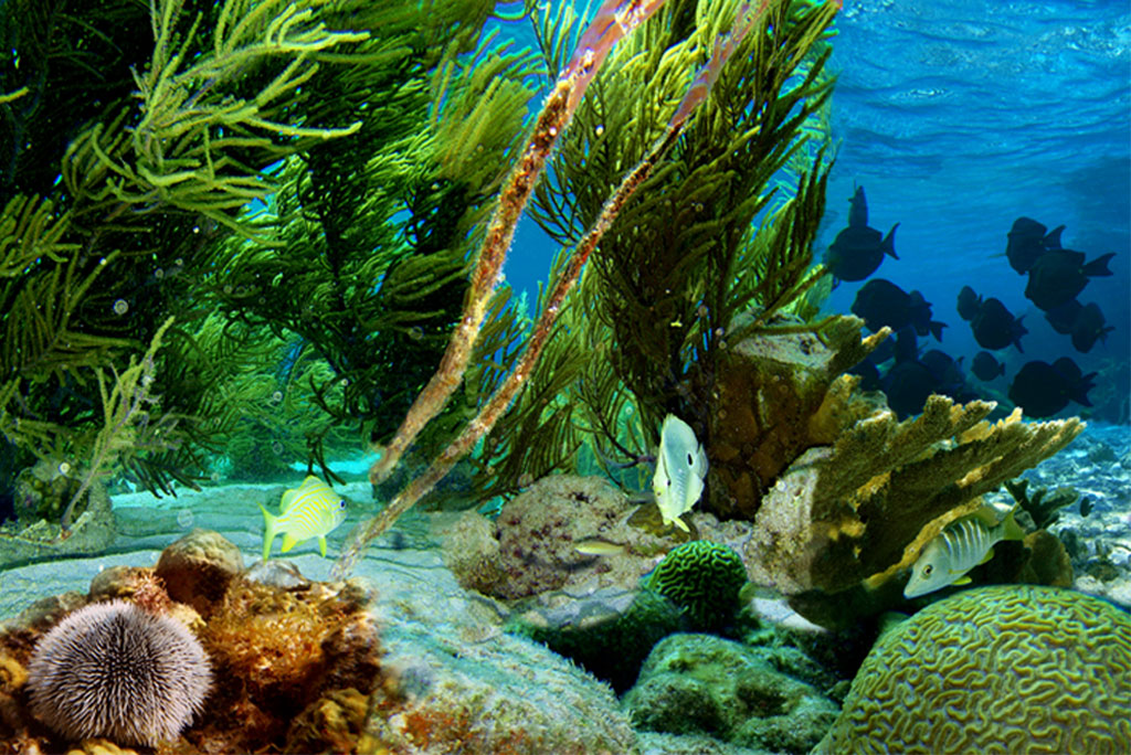 हमारे महाद्वीप और द्वीप समुद्र, झीलों, नदियों और बाढ़ के मैदानों से घिरे हुए हैं, जहां विटामिन, खनिज और फैटी एसिड से भरपूर खाद्य पौधे और जीव रहते हैं। 