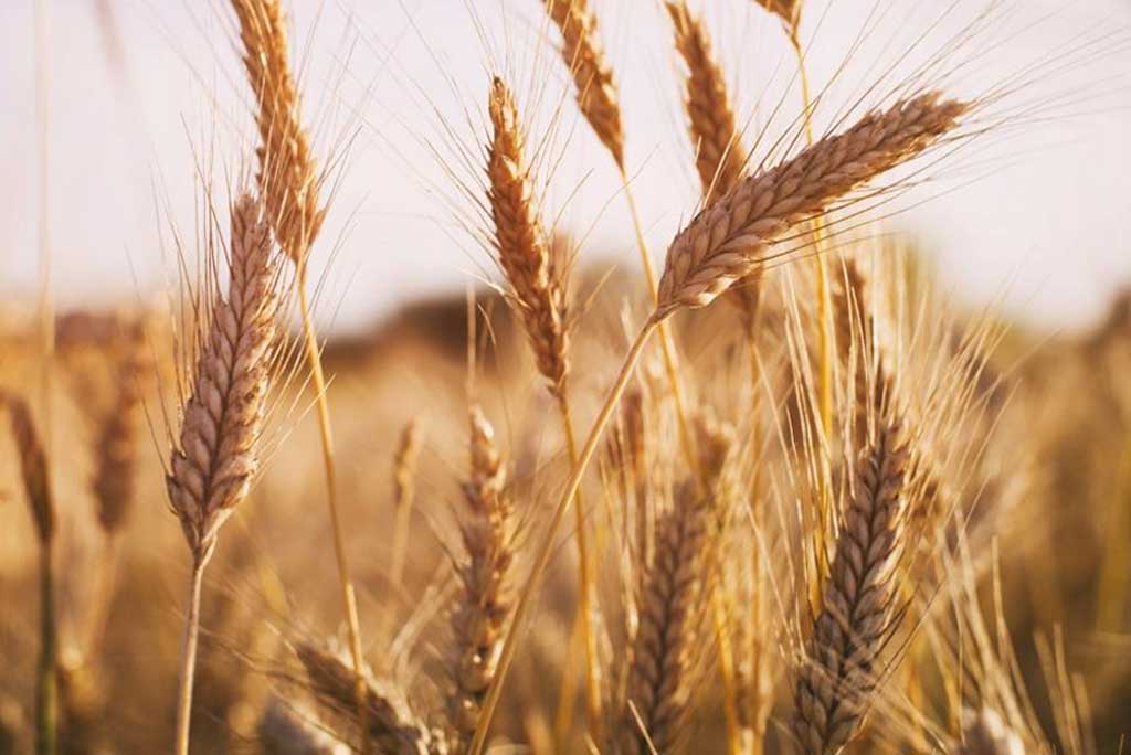 एक नए  अध्ययन से पता चलता है कि 1960 के दशक से दुनिया भर में कृषि उपज में लगभग उसी दर से वृद्धि जारी है।