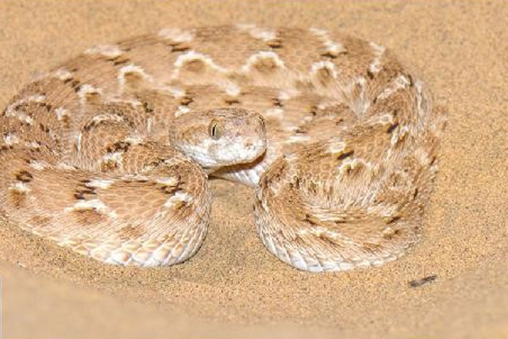 सांप इचिस कैरिनेटस सोचुरेकी की तस्वीर। सांप के काटने के 210 मरीजों पर किए गए अध्ययन से पता चला कि इनमें से 105 मामलों में ई.सी. सोचुरे सांप के जहर का असर था। 