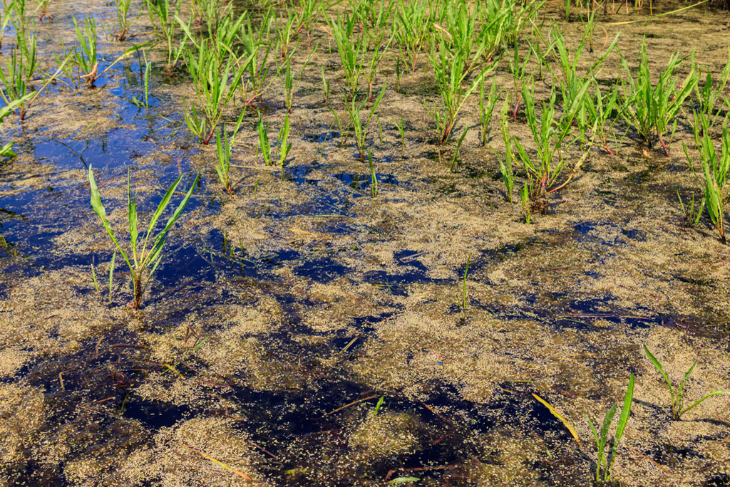 दलदली भूमि से मीथेन उत्सर्जन में हो रही है भारी बढ़ोतरी: अध्ययन