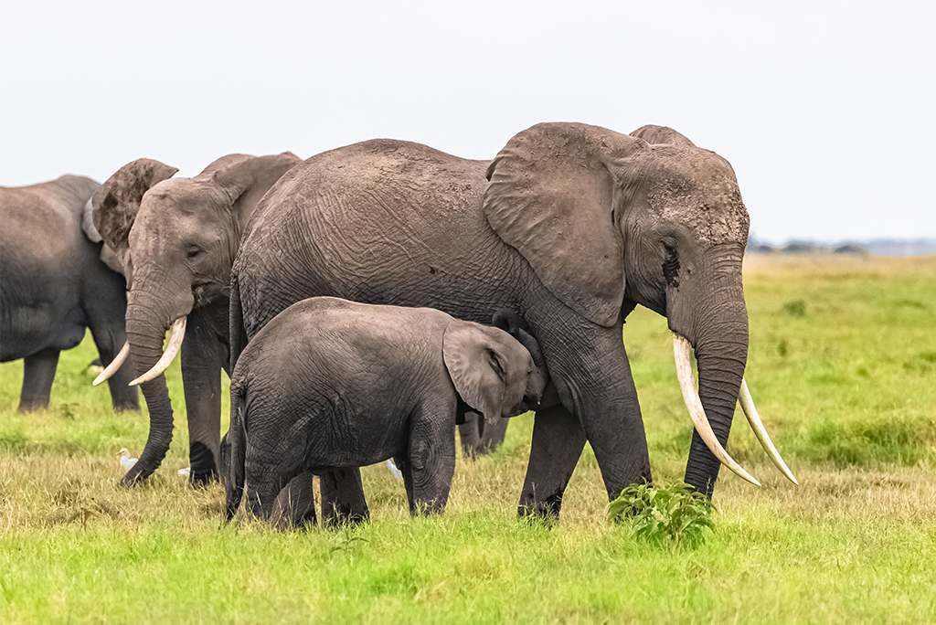 हाथियों के बड़े आकार के साथ उनमें कैंसर को नियंत्रित करने के लिए विशेष जैविक उपकरण भी विकसित हुए। यह इस बात का एक बेहतरीन उदाहरण है कि किस तरह प्रकृति कठिन समस्याओं को हल करती है; फोटो: आईस्टॉक