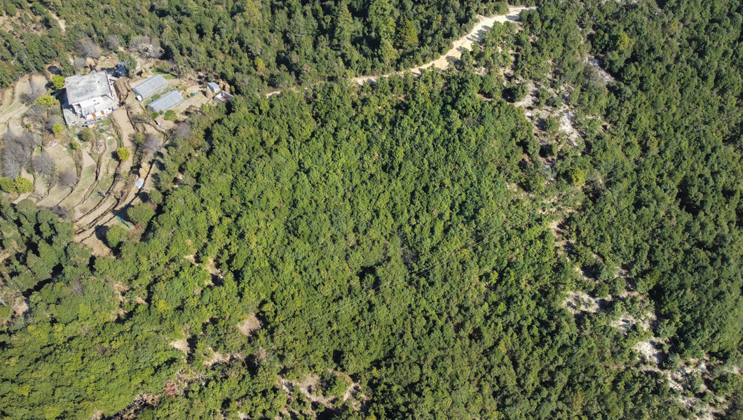 मानर गांव का करीब 12 हेक्टेयर का जंगल 