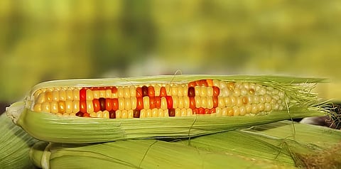 प्रतीकात्मक फोटो Peter_Polkorab via iStock