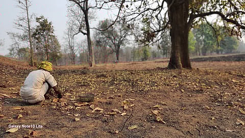 गरियाबंद जिले के कामेपुर गांव में महुआ बीनते 70 वर्षीय बलदेव। फोटो : भागीरथ