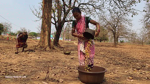 मार्च-अप्रैल में अमाड़ गांव की जीवनरेखा बन जाता है महुआ का संग्रहण। सभी फोटो : भागीरथ/सीएसई