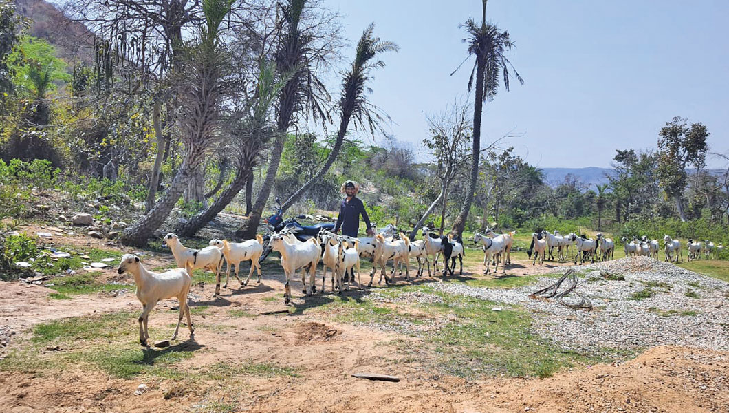 अलवर की चूड़सिद्ध अदावड़ देवबणी में पिछले 15 वर्षों के दौरान 3,420 पेड़ लगाए गए हैं, 3 छोटे चेकडैम का निर्माण हुआ है, 5 हेक्टेयर में घास का बीजारोपण और इतने ही क्षेत्र में ट्रेंचिंग बनाई गई हैं। पिछले एक महीने से पानी का भंडारण करने के लिए यहां चेकडैम का निर्माण किया जा रहा है 