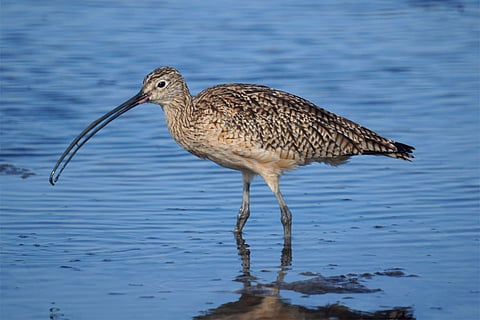 अध्ययन में कहा गया है कि स्लेंडर-बिल्ड कर्ल्यू का गायब होना आने वाले वर्षों में कई और प्रजातियों के खत्म होने की ओर इशारा करता है।
