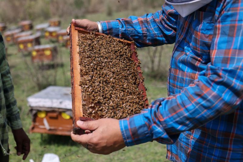 फूलों से पराग व रस की तलाश में मधुमक्खियों को साल भर सफर कराया जाता है