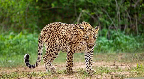 भारतीय तेंदुआ; फोटो: सौरभ दास/ आईस्टॉक